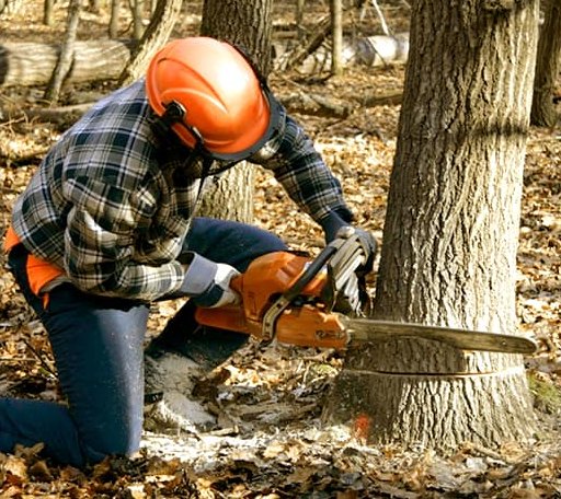 Tree Removal in Lomira, WI